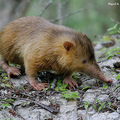 Egy méreggel rendelkező emlős: a haiti patkányvakond (Solenodon paradoxus)