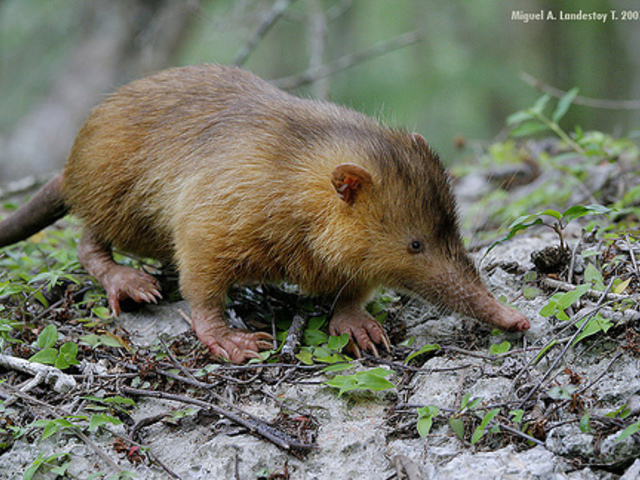 Egy méreggel rendelkező emlős: a haiti patkányvakond (Solenodon paradoxus)