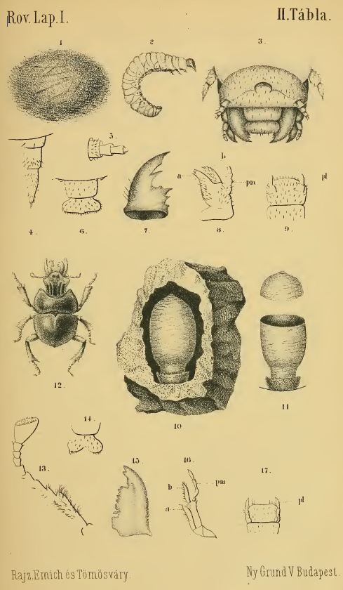 1884_csajko_abra.JPG