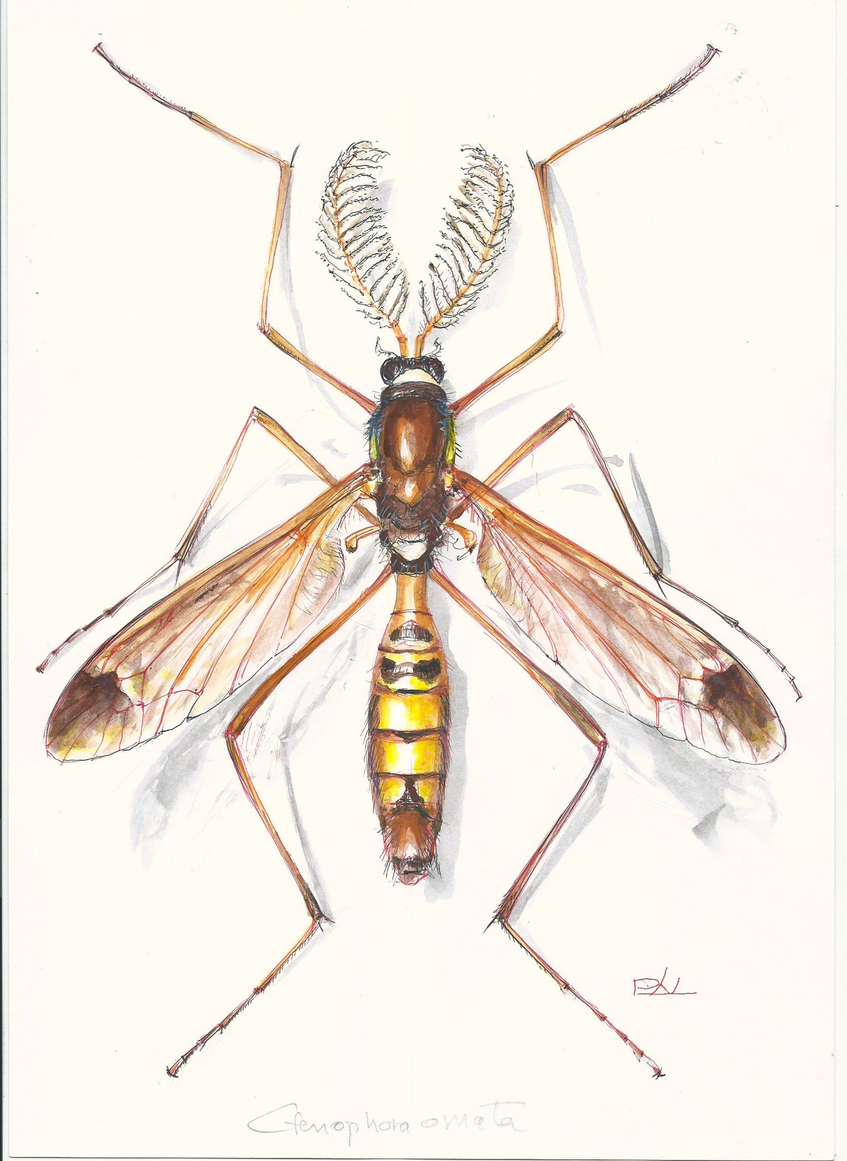 5_ctenophora_ornata_pal_janos_2024_01_3.jpg