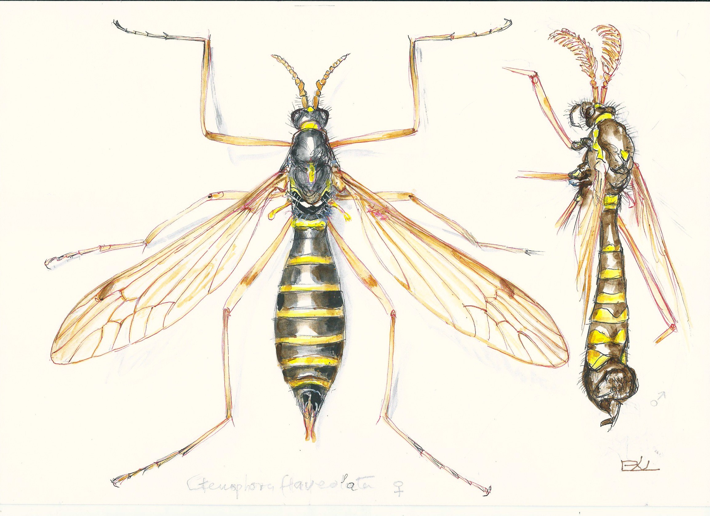 6_ctenophora_flaveolata_pal_janos_2024_02_19.jpg