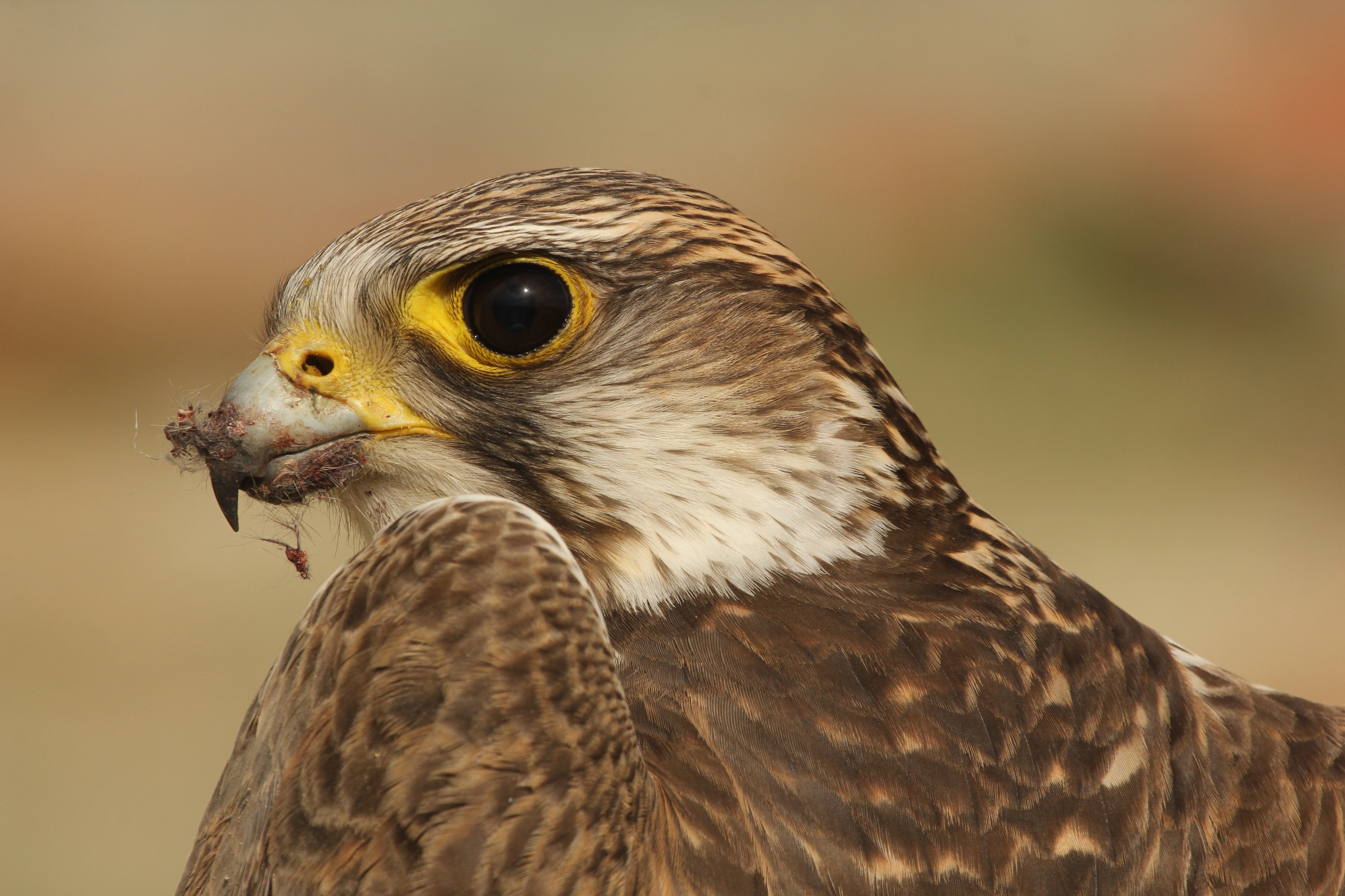 Az év madara 2024-ben a kerecsensólyom (Falco cherrug)