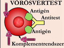 antigen-antitest-komplex.jpg