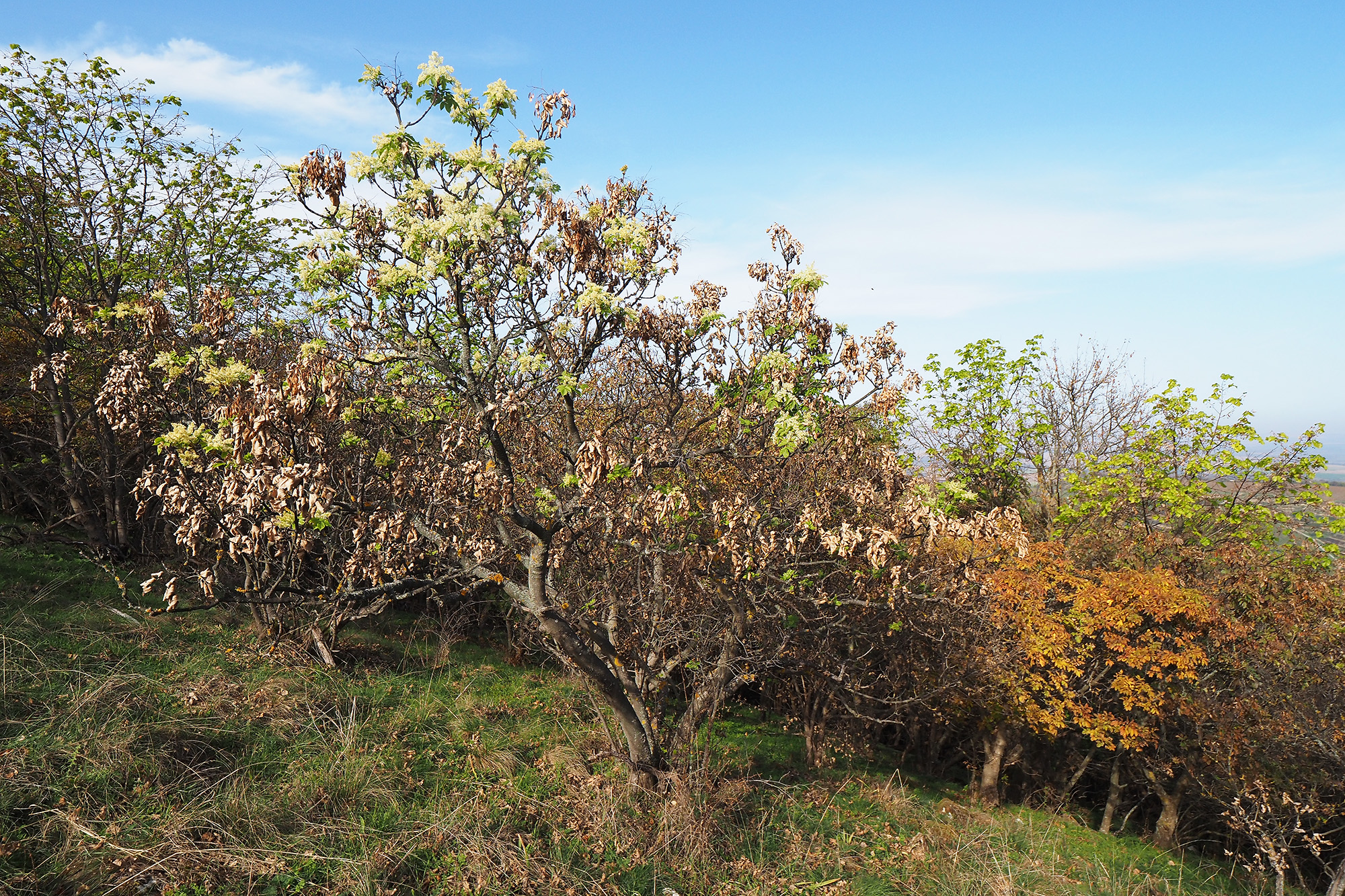 1_fraxinus_ornus_masodviragzas1_2024_oktober_bma_rs.jpg