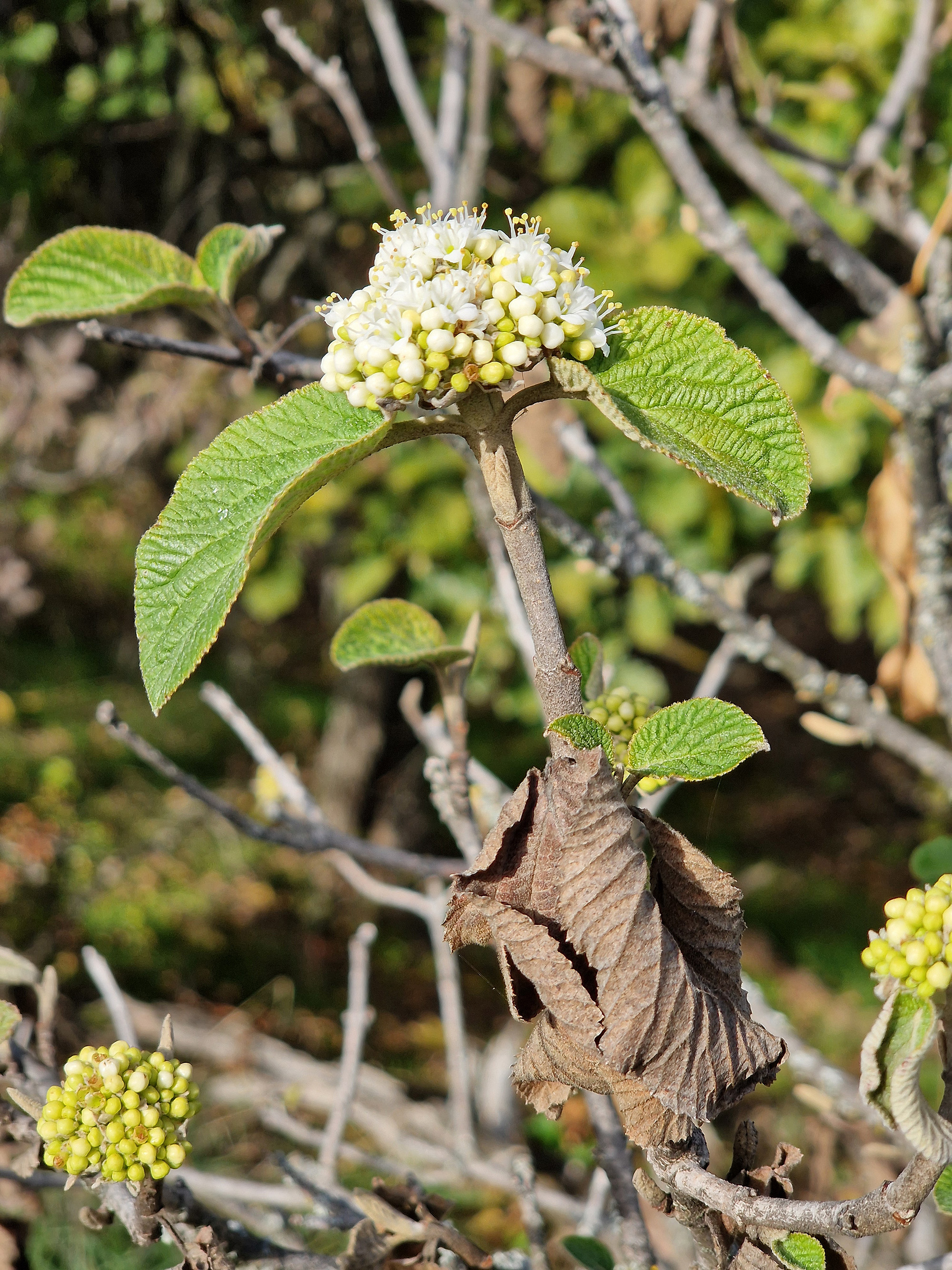 2_viburnum_lantana_masodviragzas_20241018_szentgyorgy-hegy_bn_rs.jpg