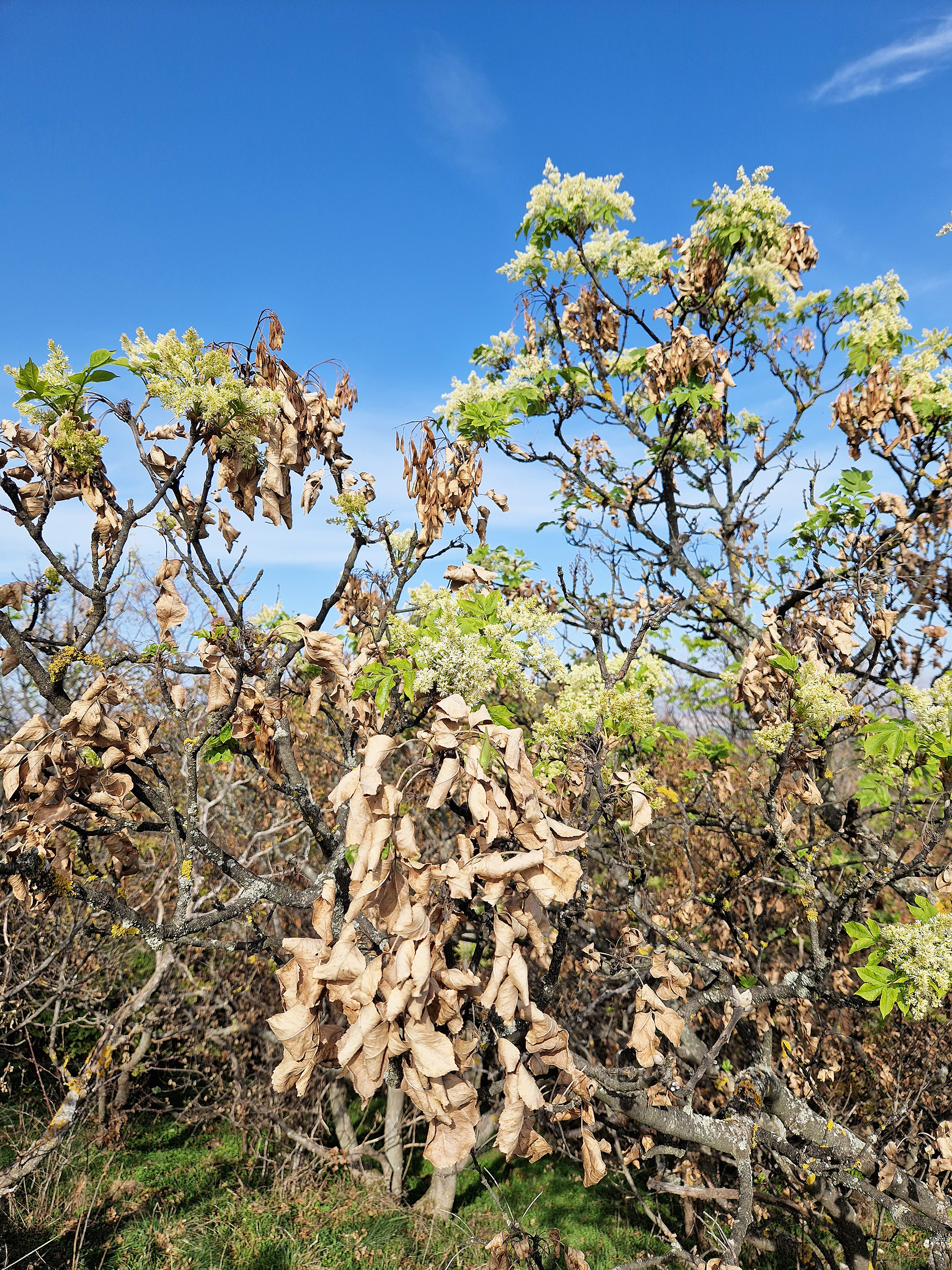 4_fraxinus_ornus_masodviragzas_2024_oktober_bma_rs.jpg