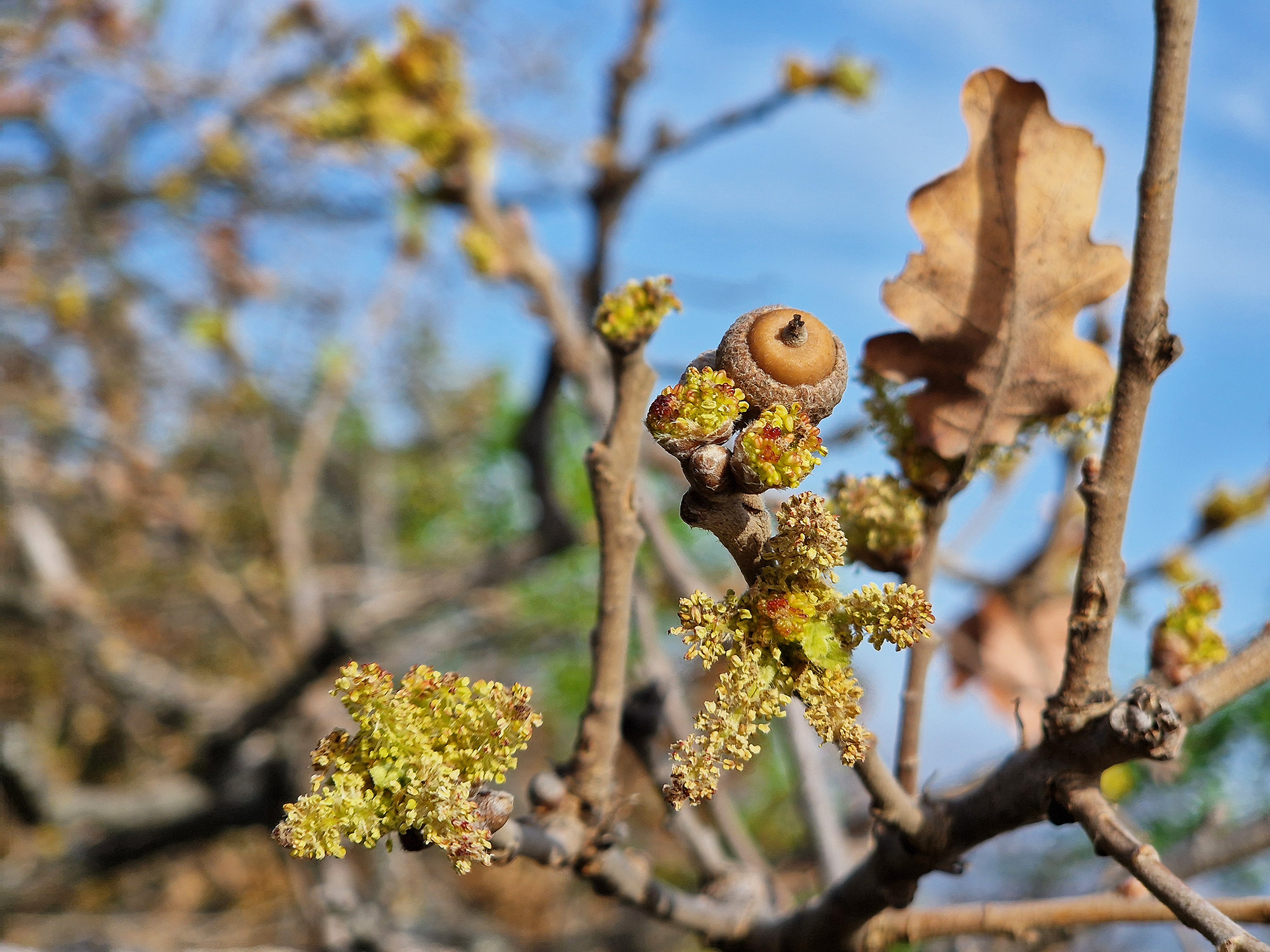 5_quercus_pubescens_masodviragzas_2024_oktober_bma_rs.jpg