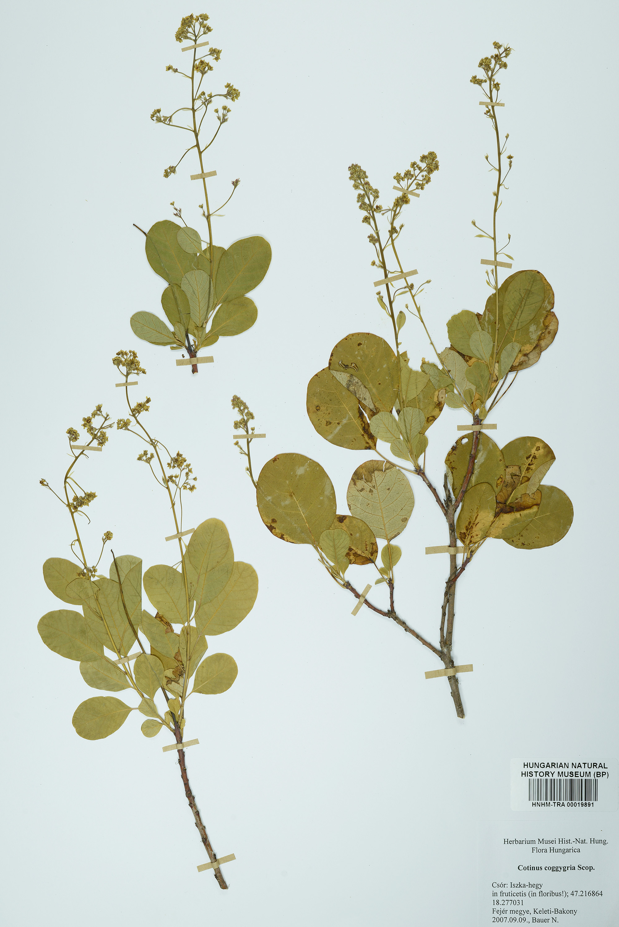 7_cotinus_coggygria_masodviragzo_peldany_csor_bn_rs.jpg