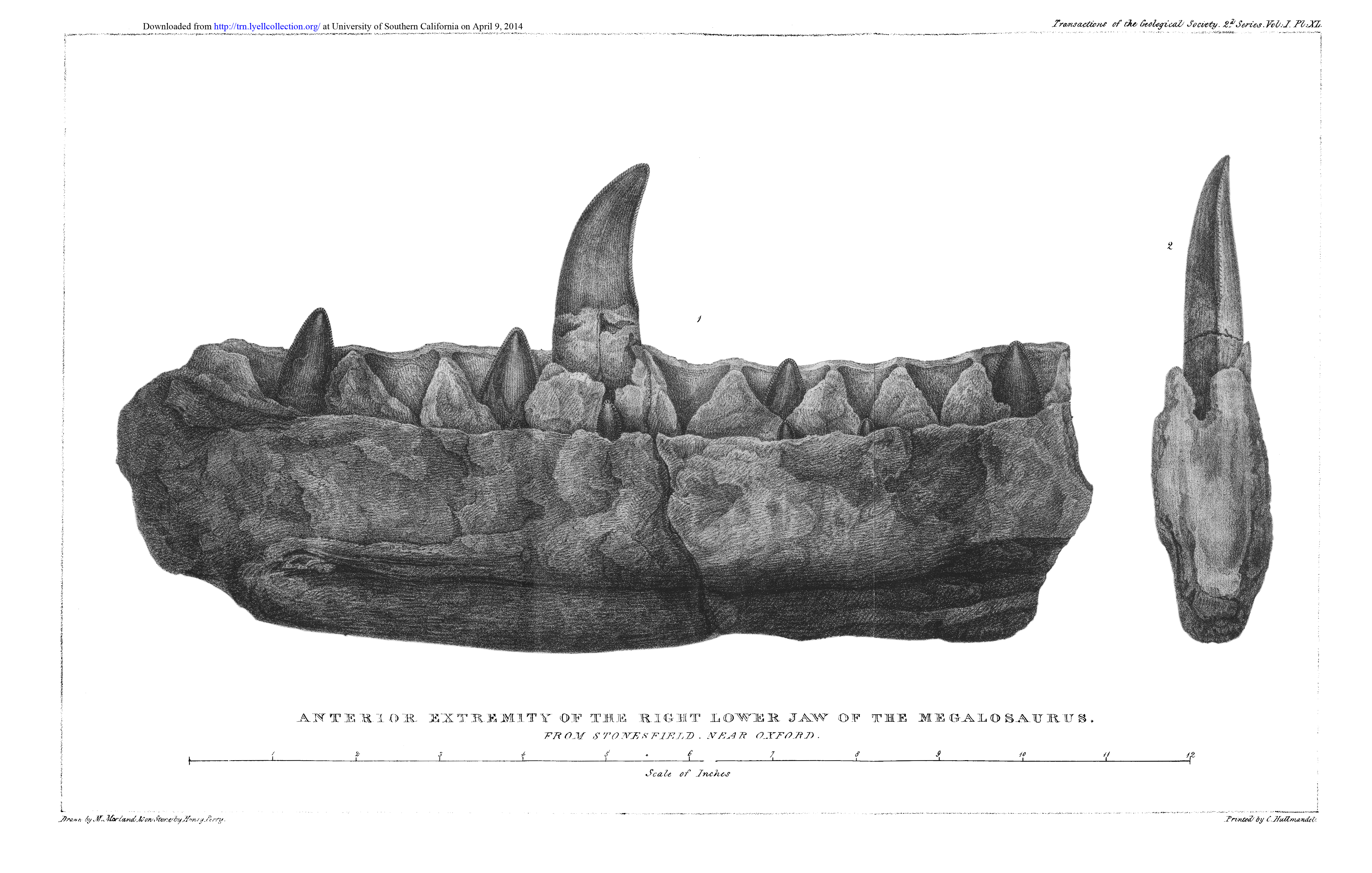 a_buckland_altal_tanulmanyozott_megalosaurus_allkapocs_rajza.jpg