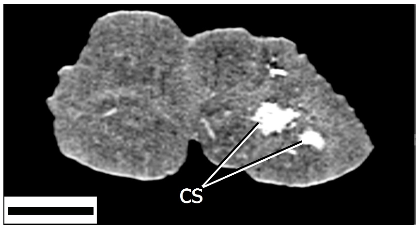 paleodieta_a_kretabol_abra2_sm.jpg