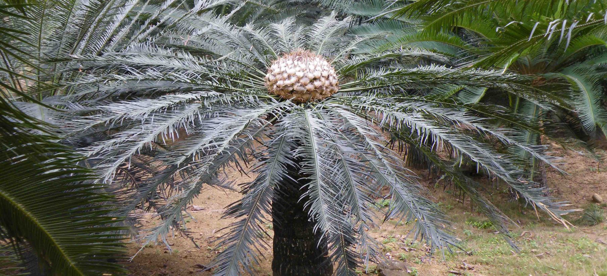 cycas.jpg