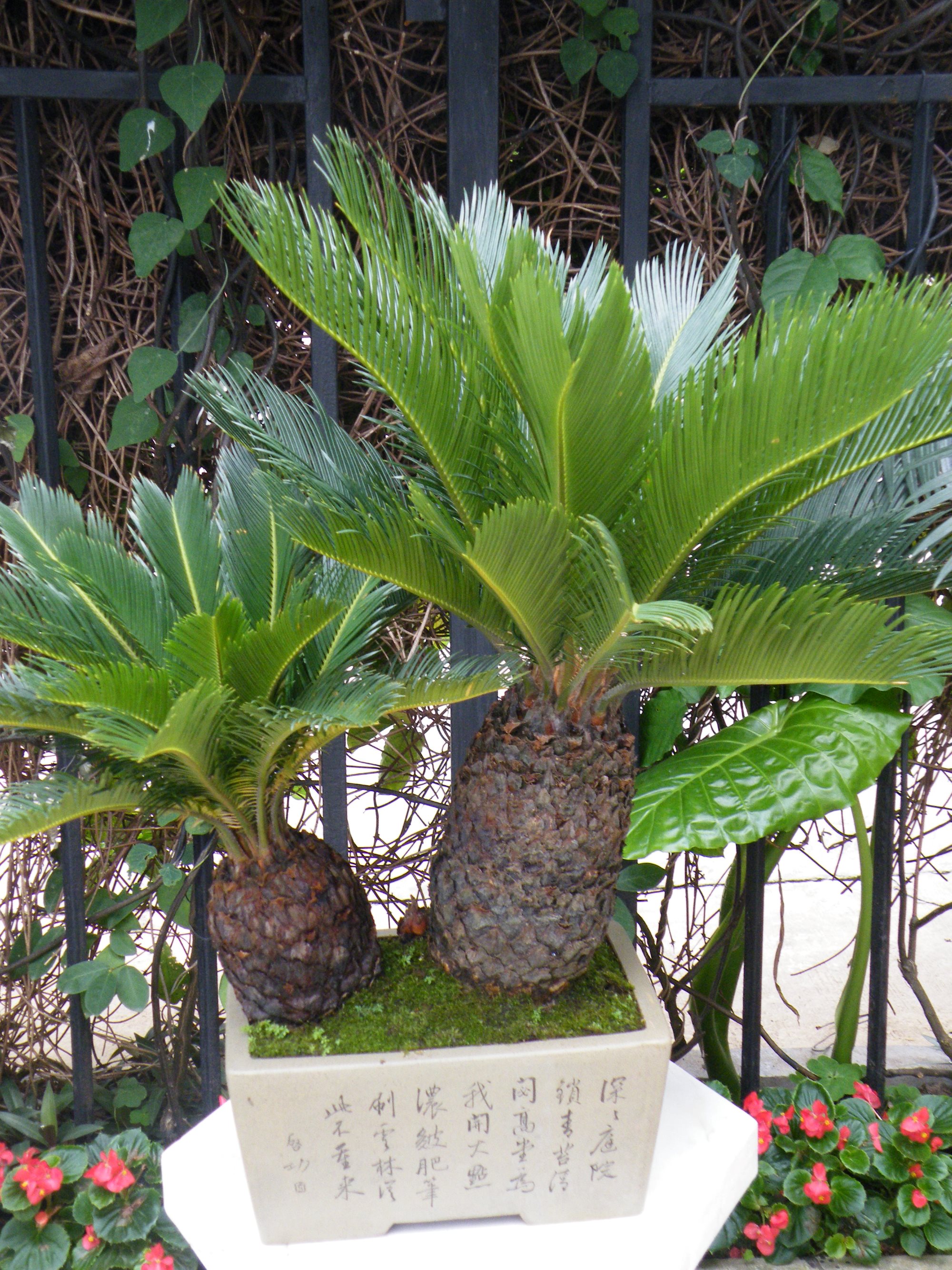 cycas_revoluta_guangzhou.jpg