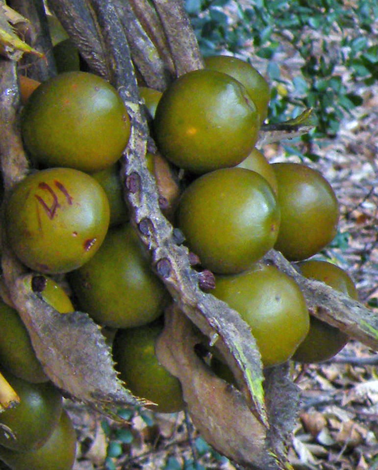 cycas_seemannii_magok.jpg