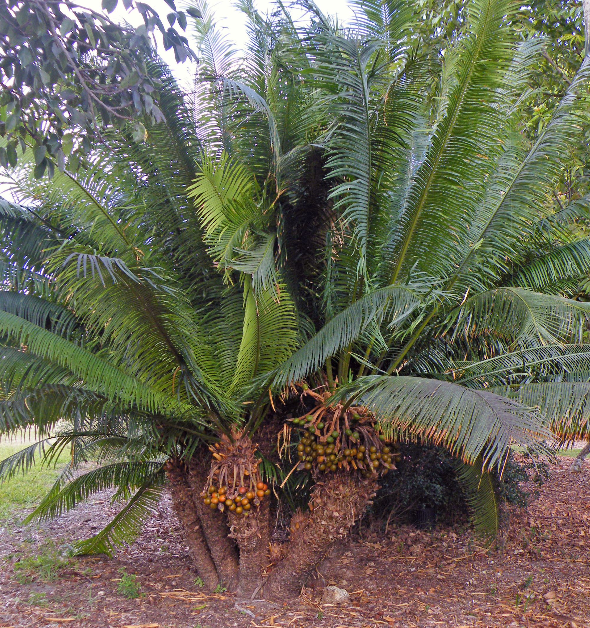 cycas_seemannii_noveny.jpg