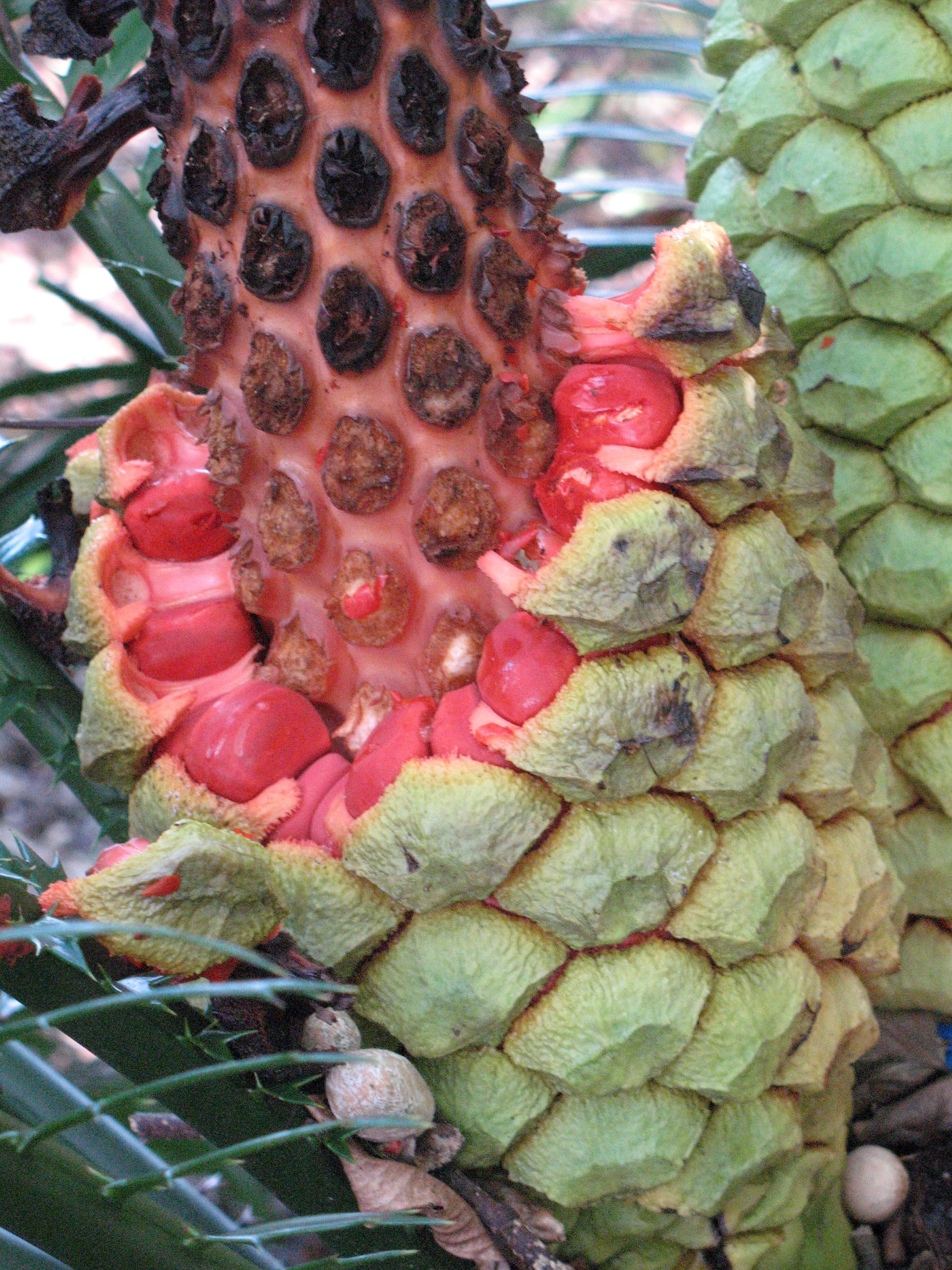 encephalartos_toboz.jpg