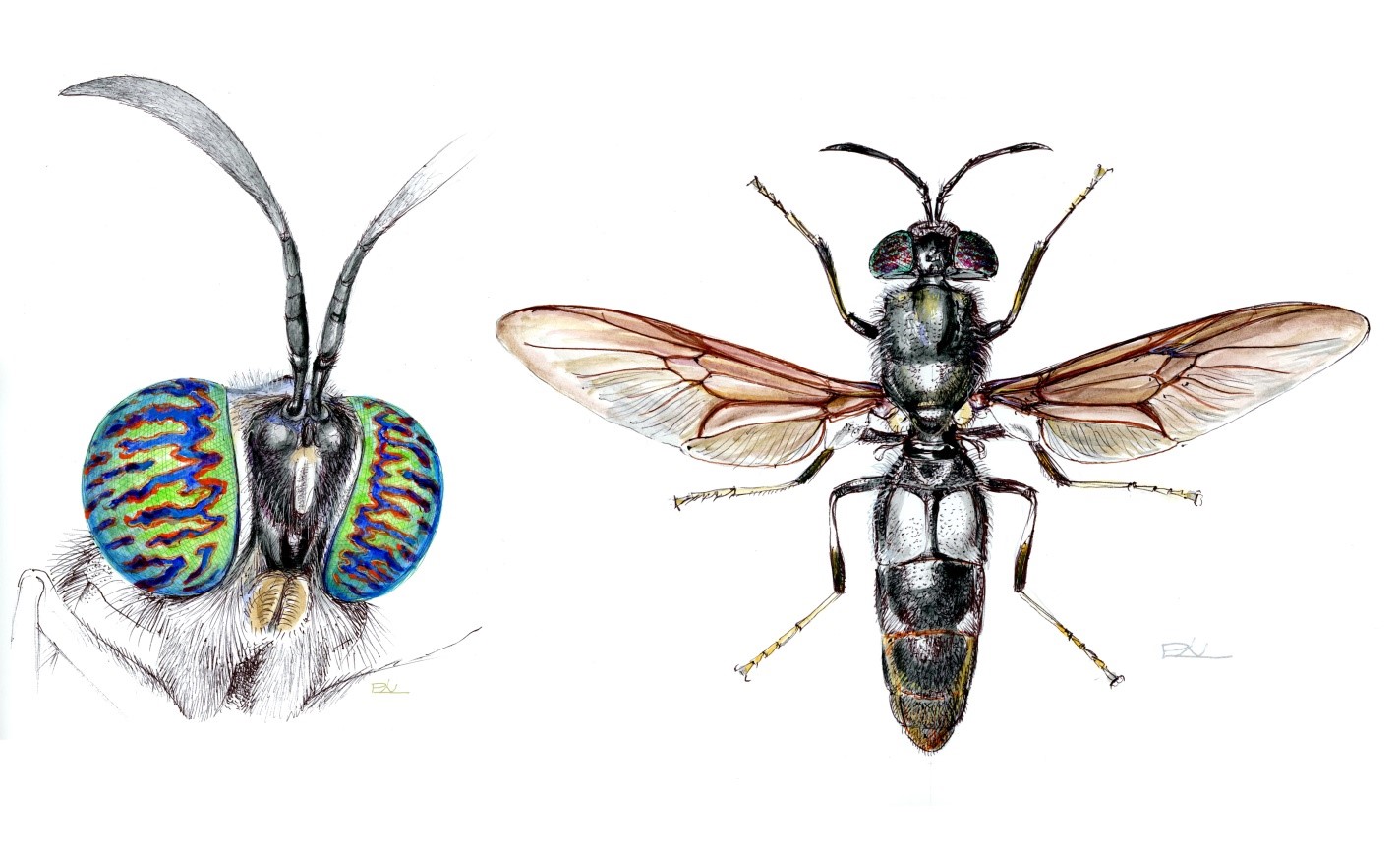 Fekete mécseslégy a múzeumban