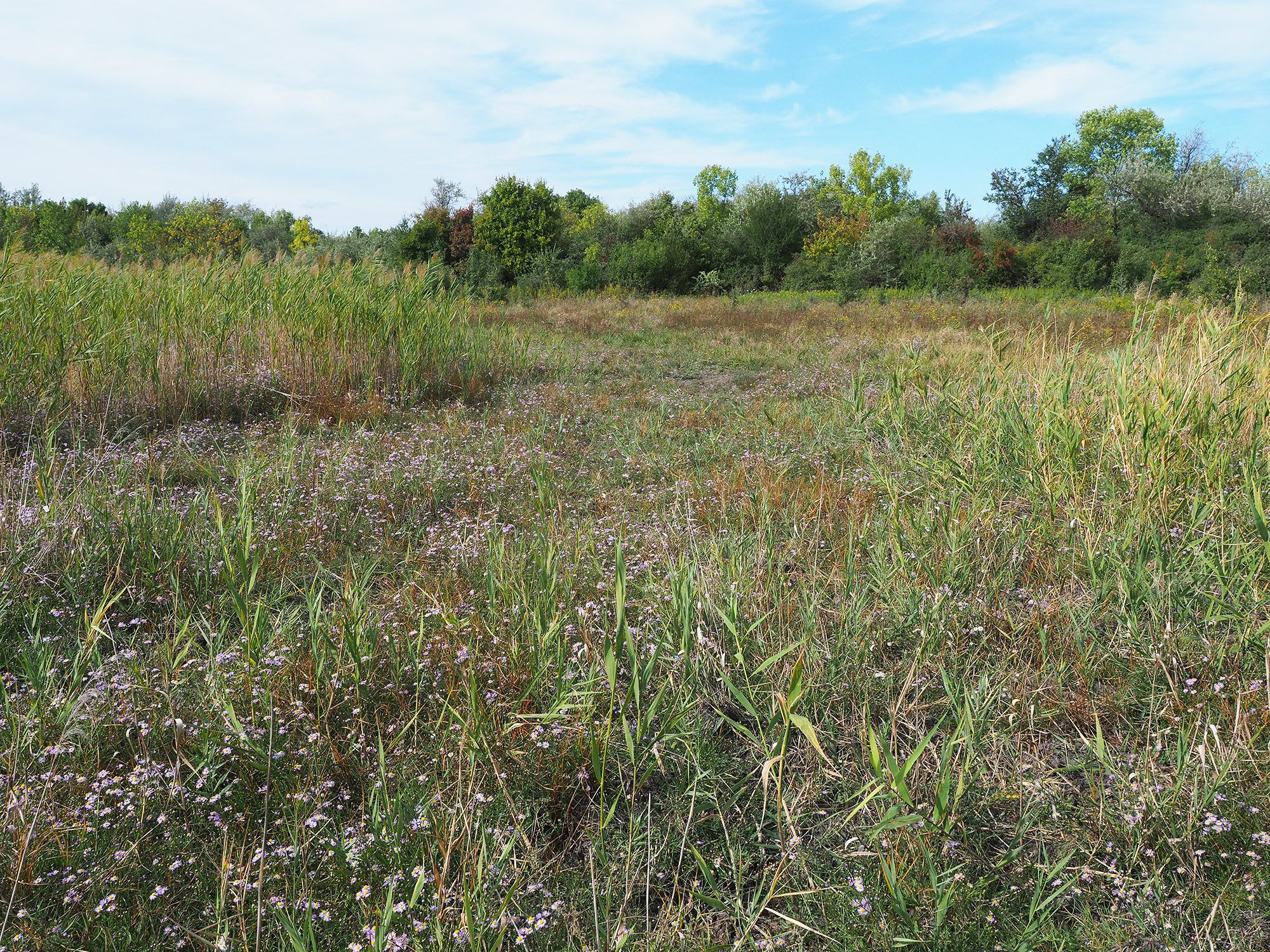 Rejtett kincsek a múzeum herbáriumából