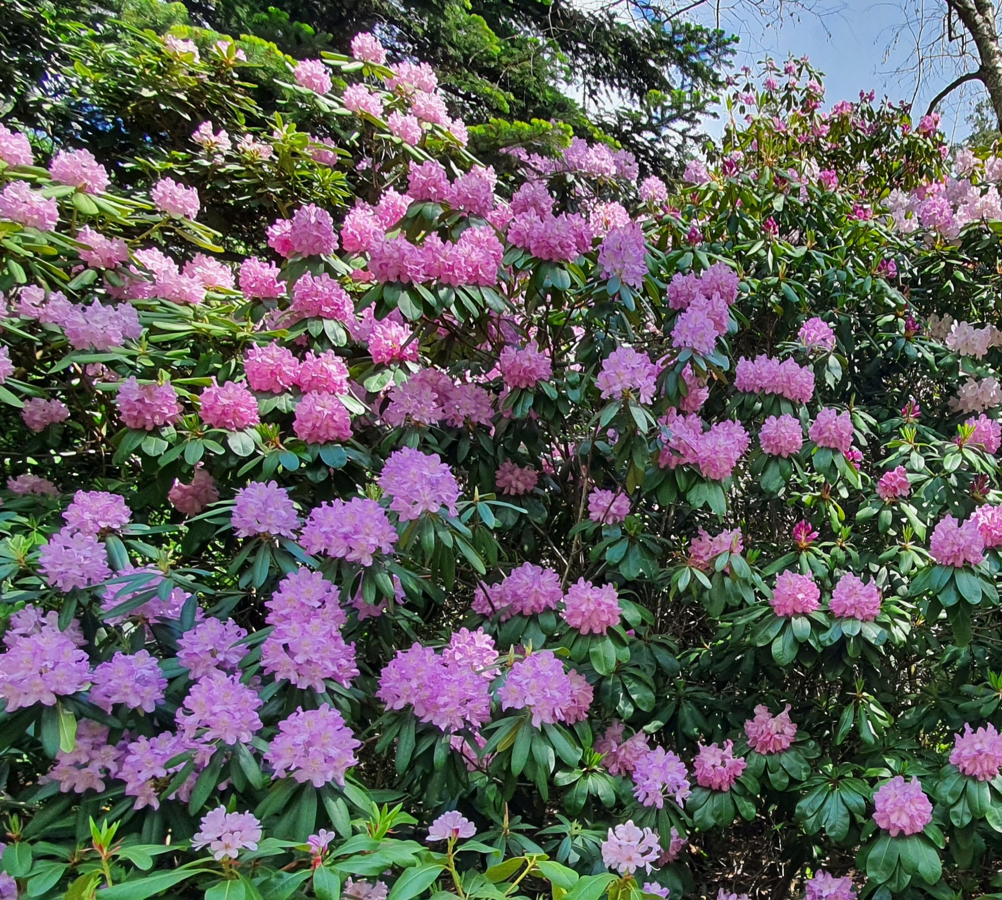 Május királynője: a rododendron