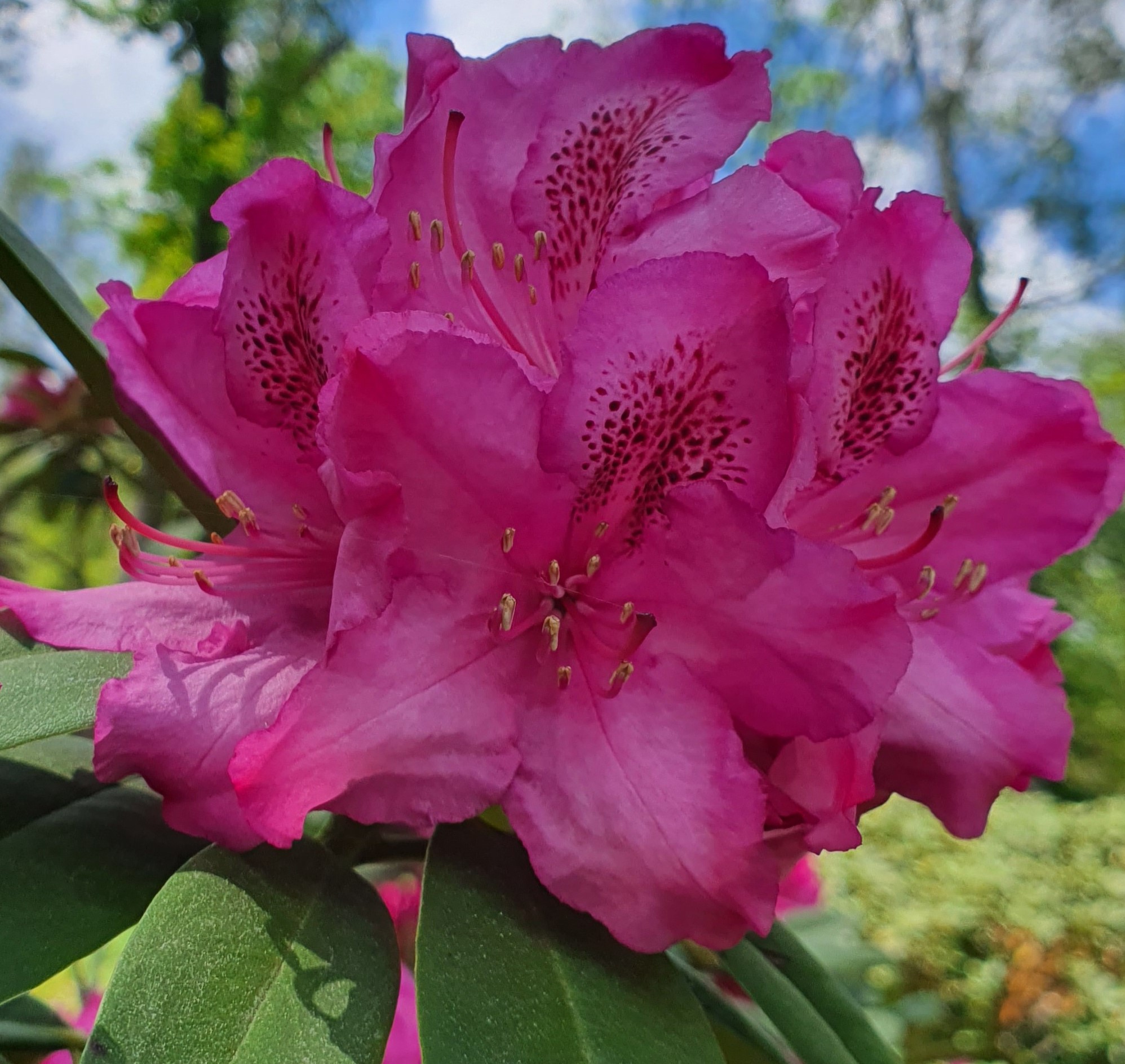 kardos_luca_rododendron_2_kep.jpg
