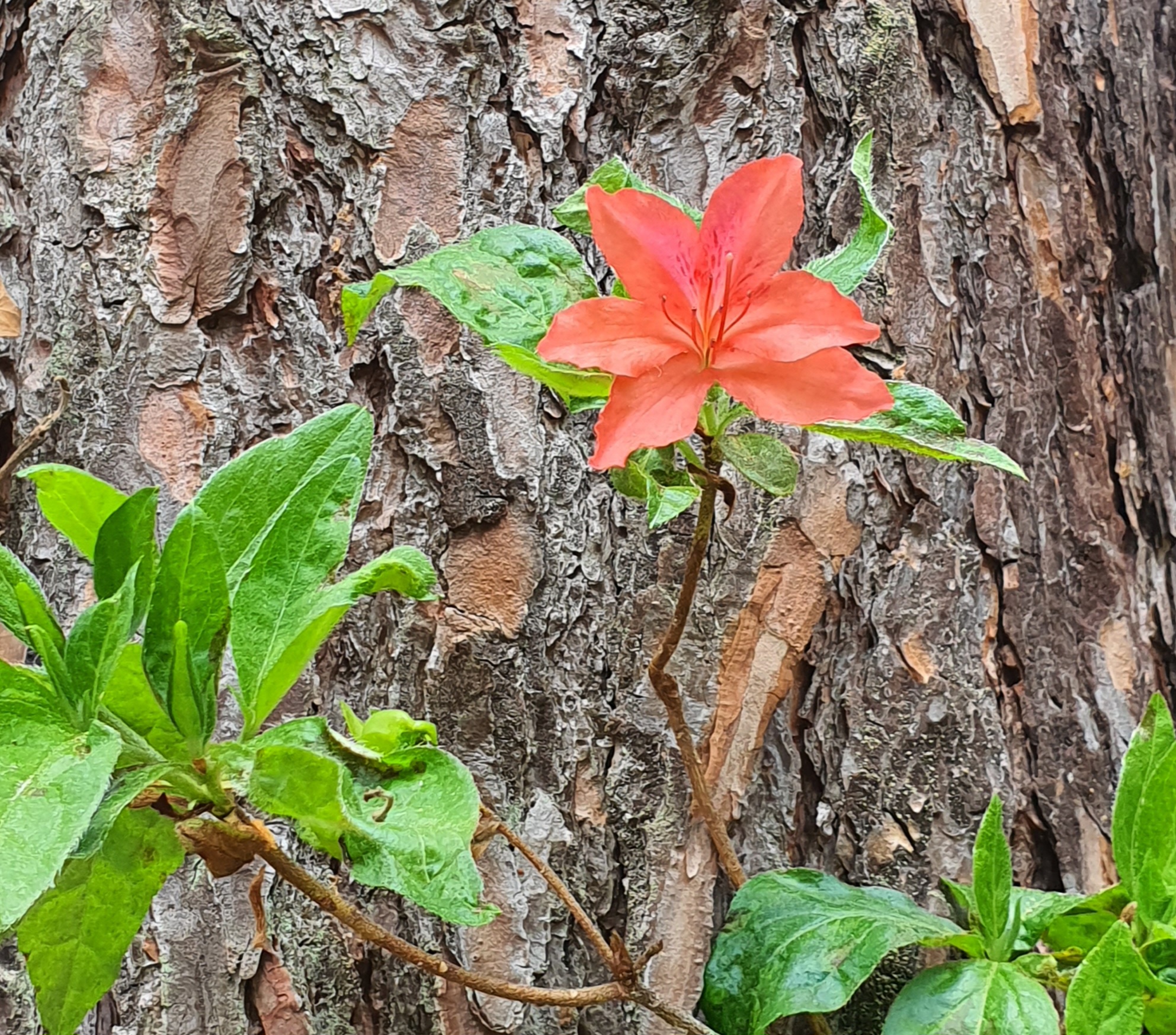 kardos_luca_rododendron_3_kep.jpg
