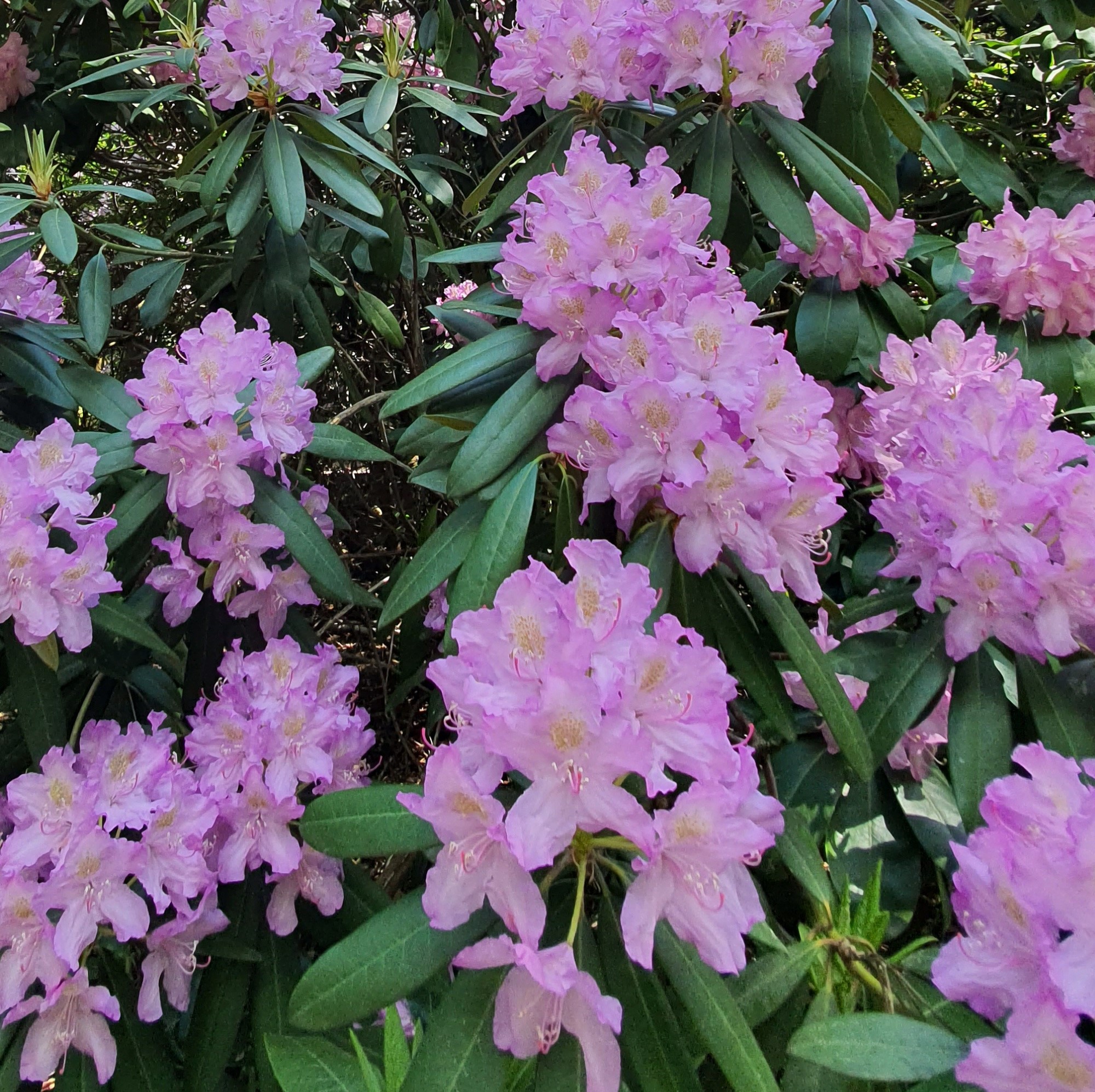 kardos_luca_rododendron_4_kep.jpg