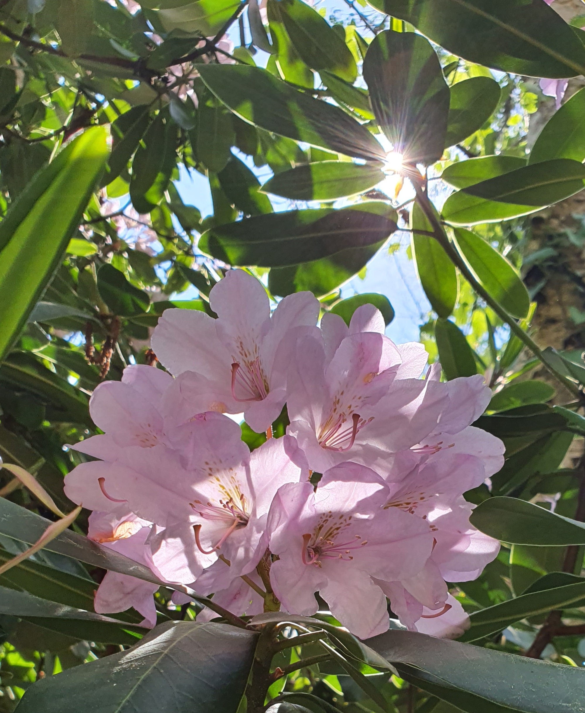 kardos_luca_rododendron_5_kep.jpg