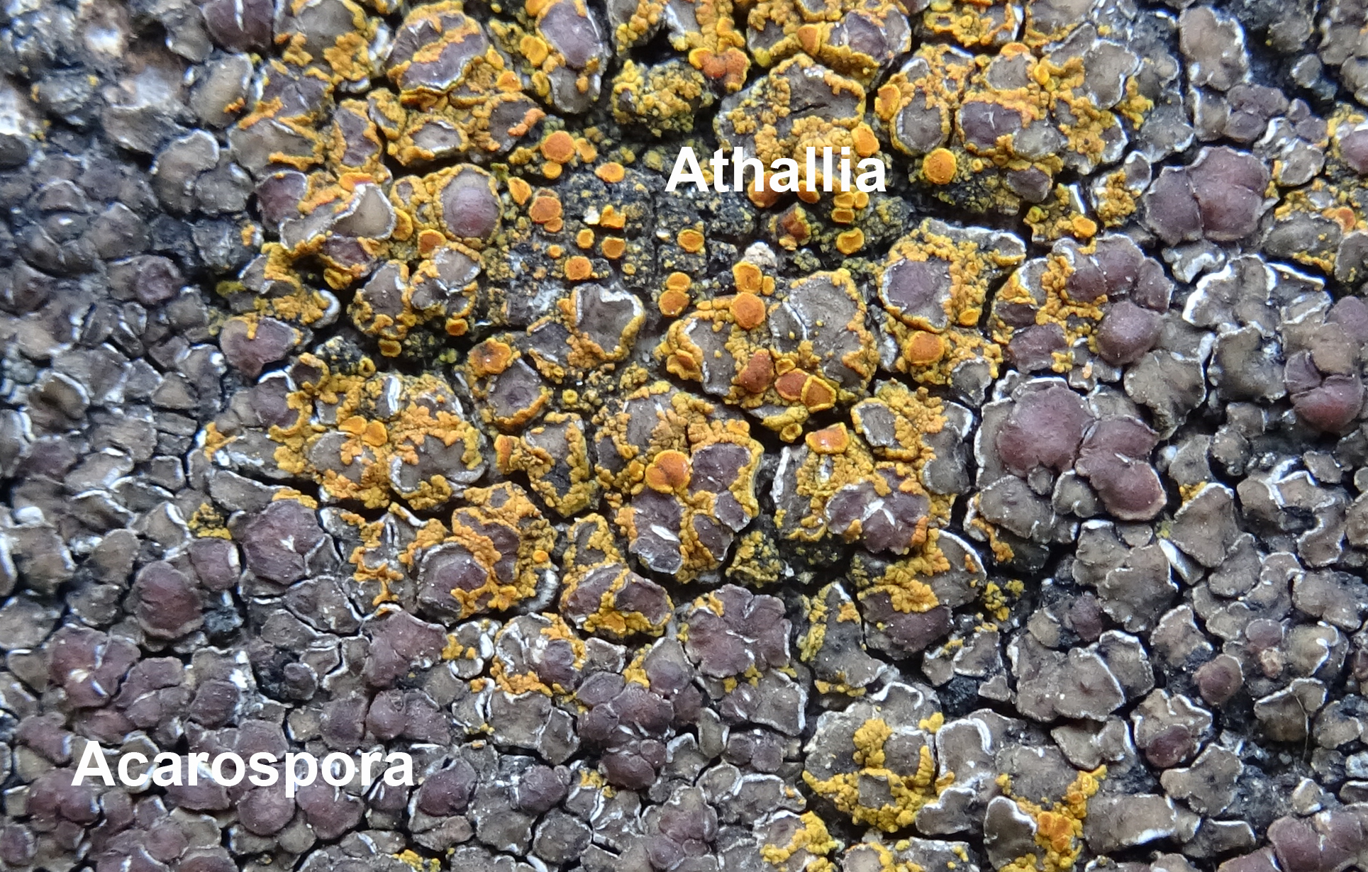 Zuzmó zuzmó hátán, avagy zuzmólakó zuzmók