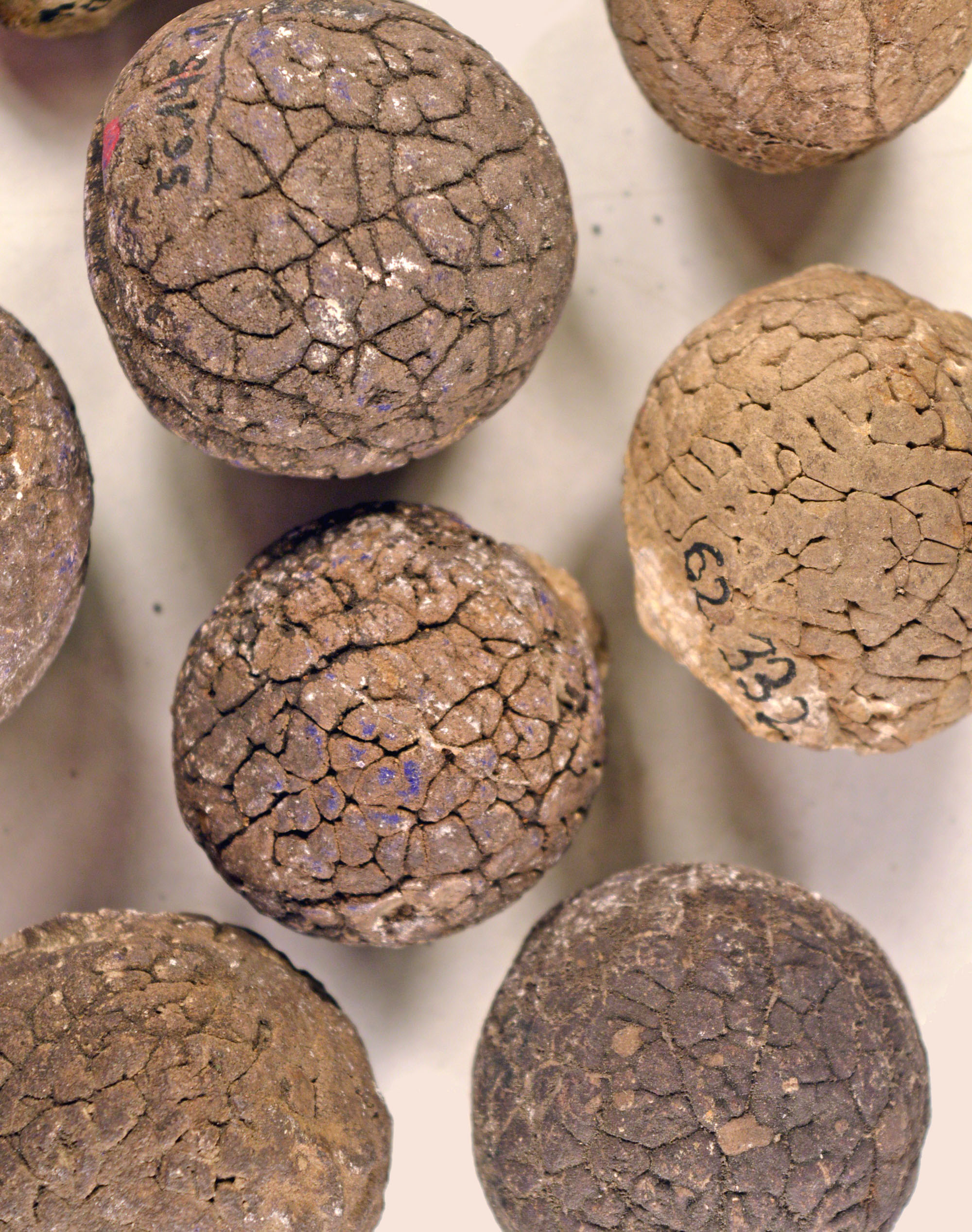 Pálmák fosszíliái Magyarországon