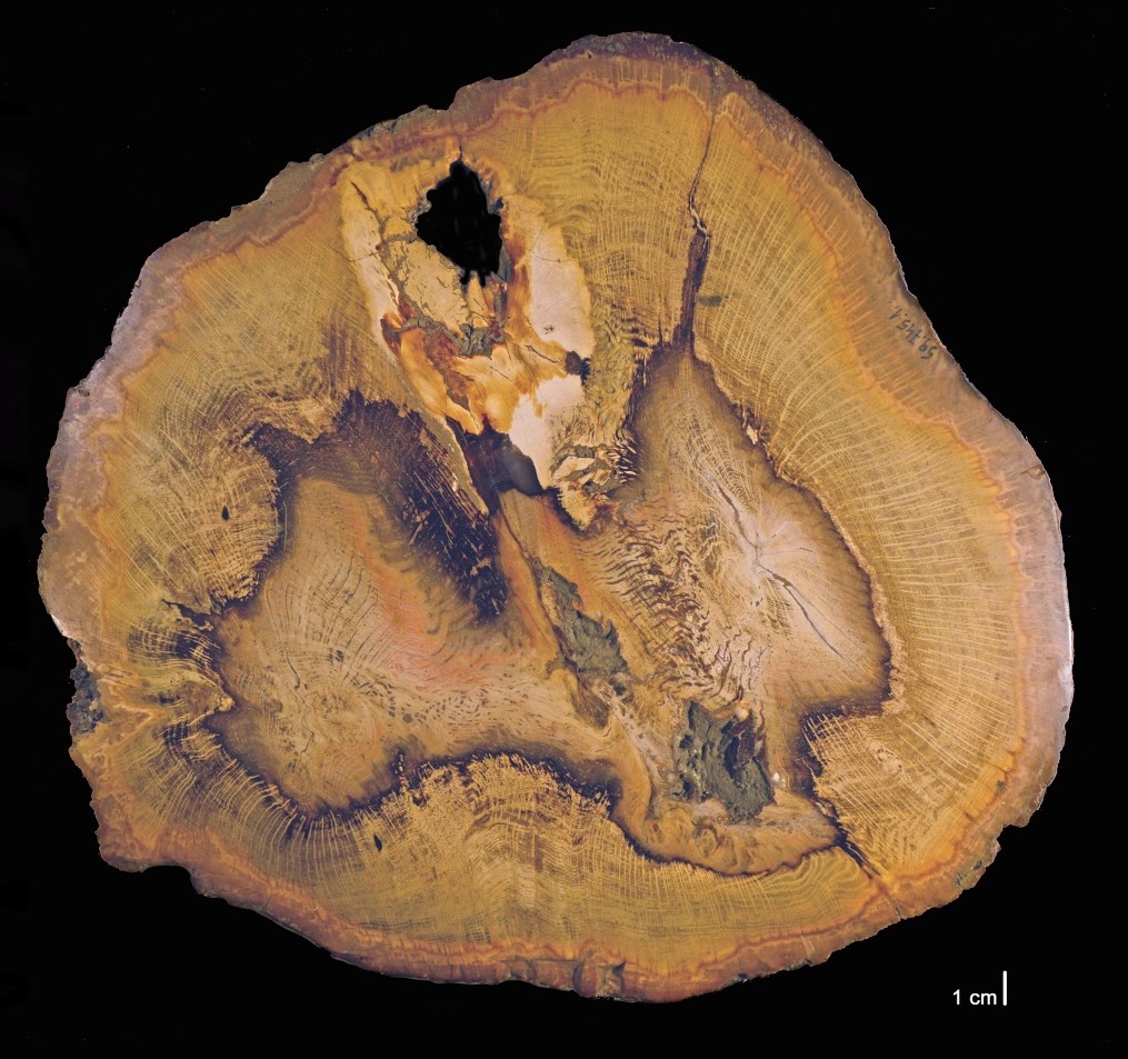 Kövesedett fa Idahóból