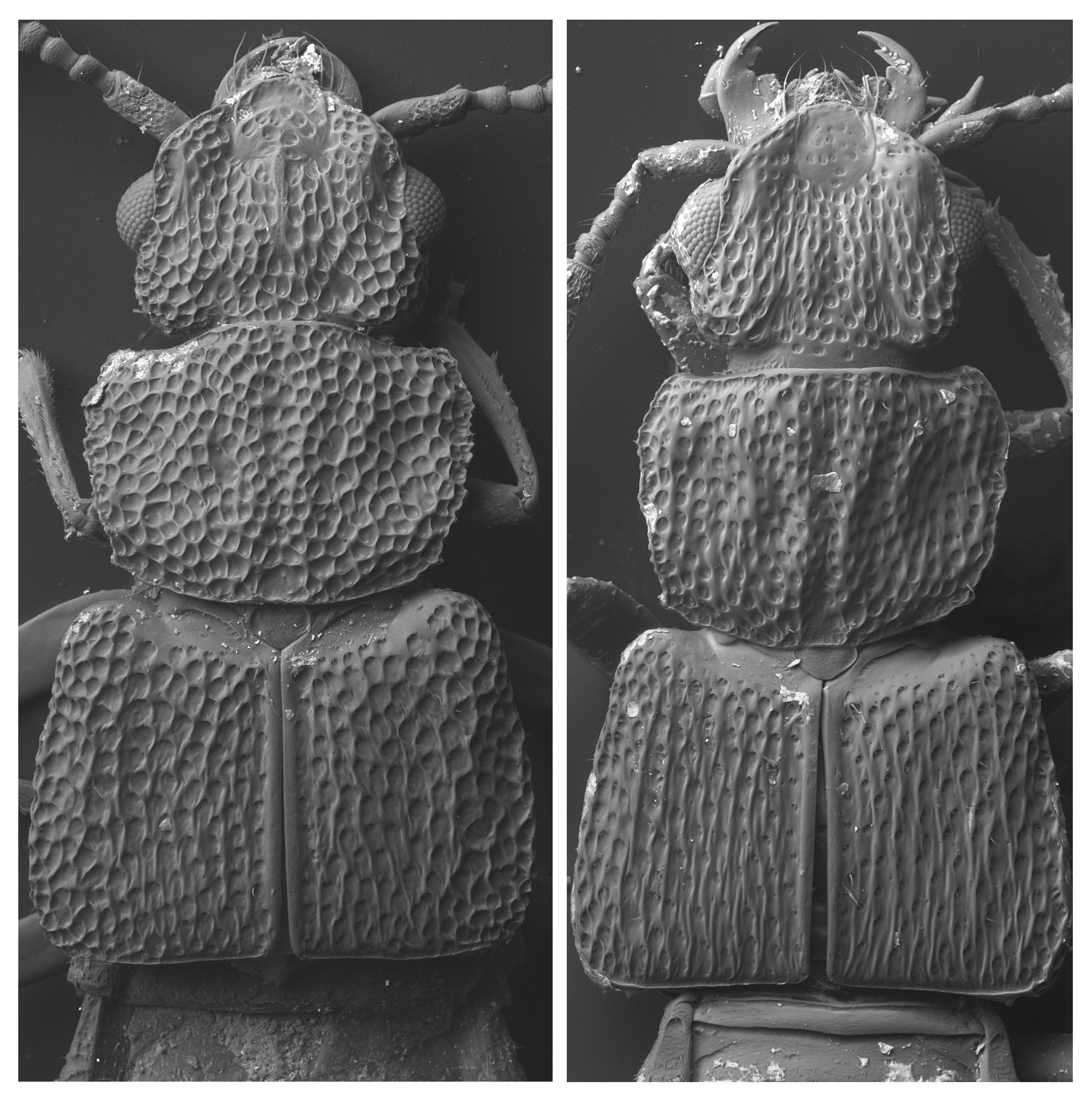 4-sem-o-africanus-dorylophilus.jpg