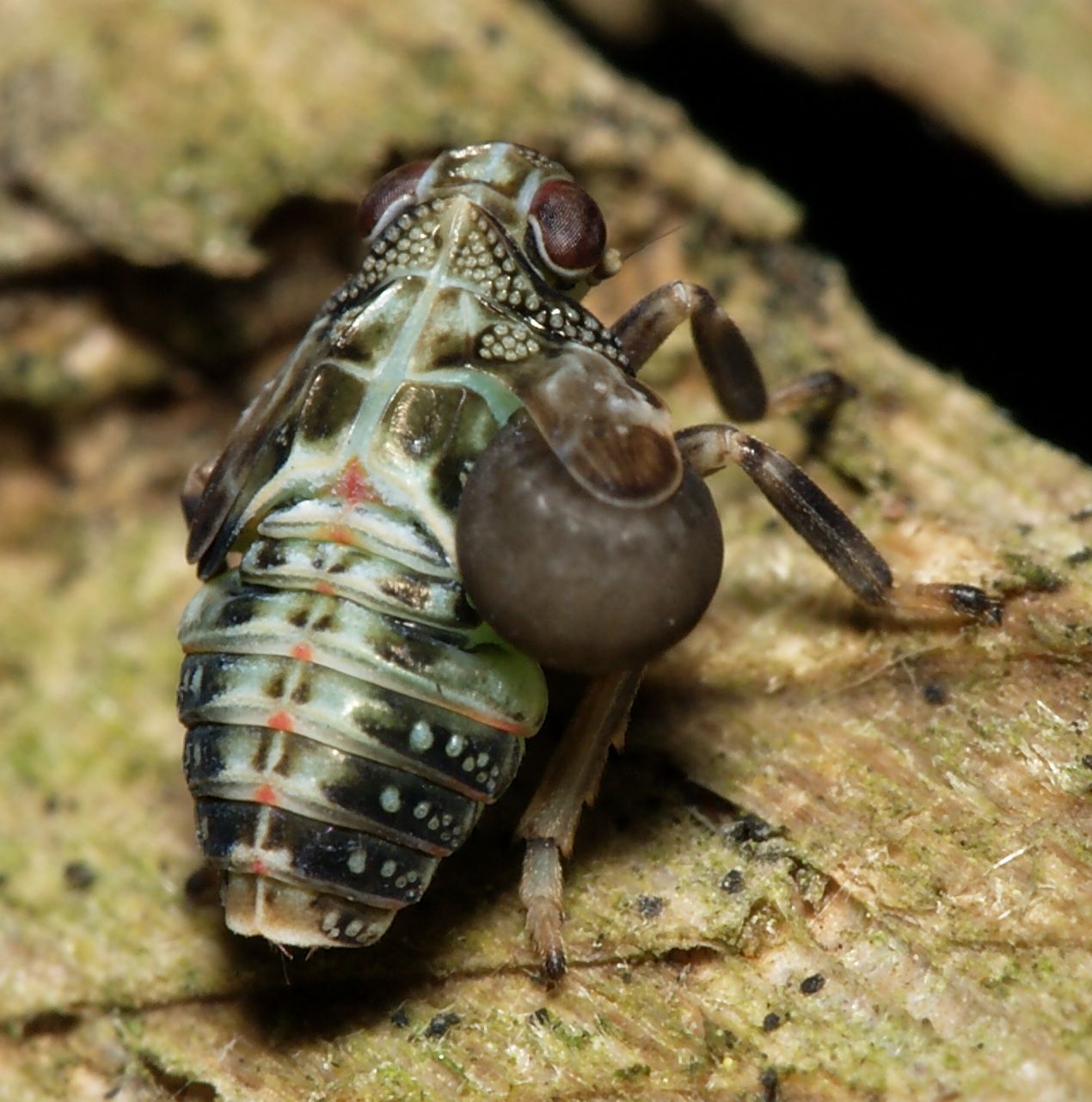 issus_coleoptratus_nymph_with_dryininae_larva_by_sarefo_wikipedia.jpg