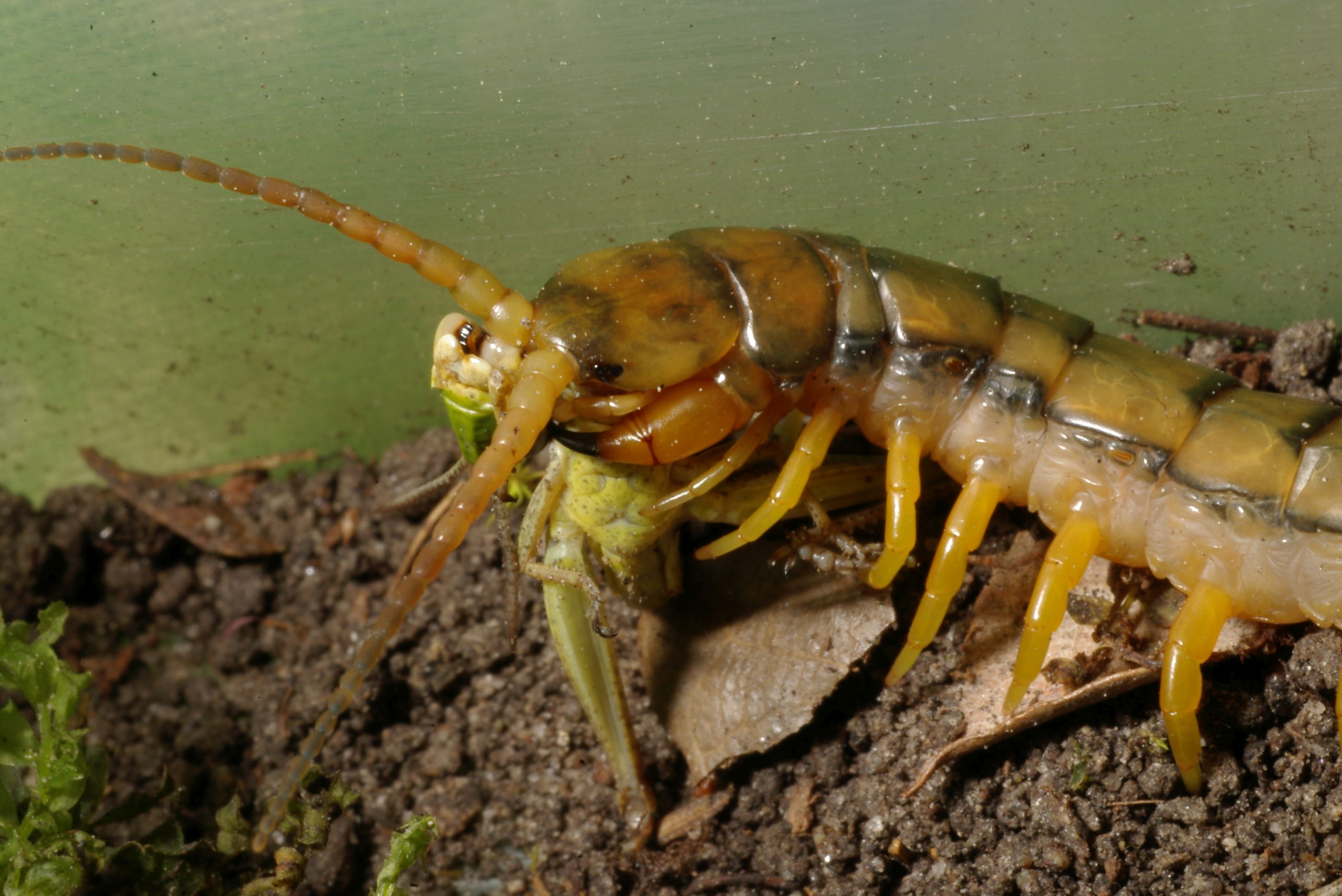 oves_szkolopendra_zsakmanyszerzes_kozben.jpg