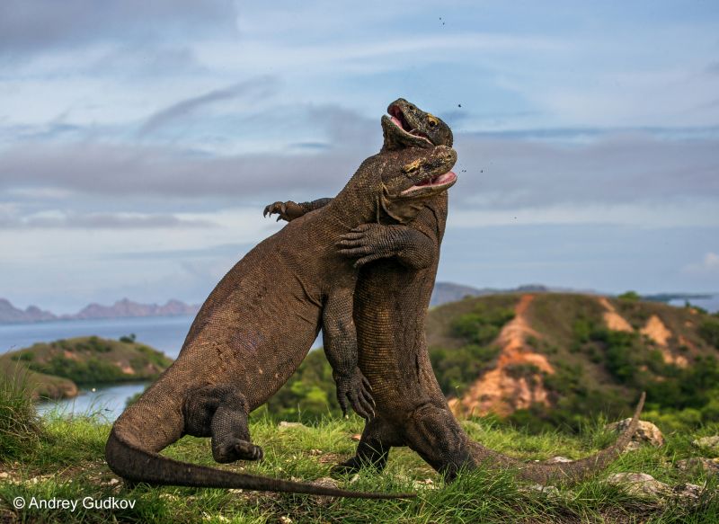 31_andrey_gudkov_komodo_judo.jpg