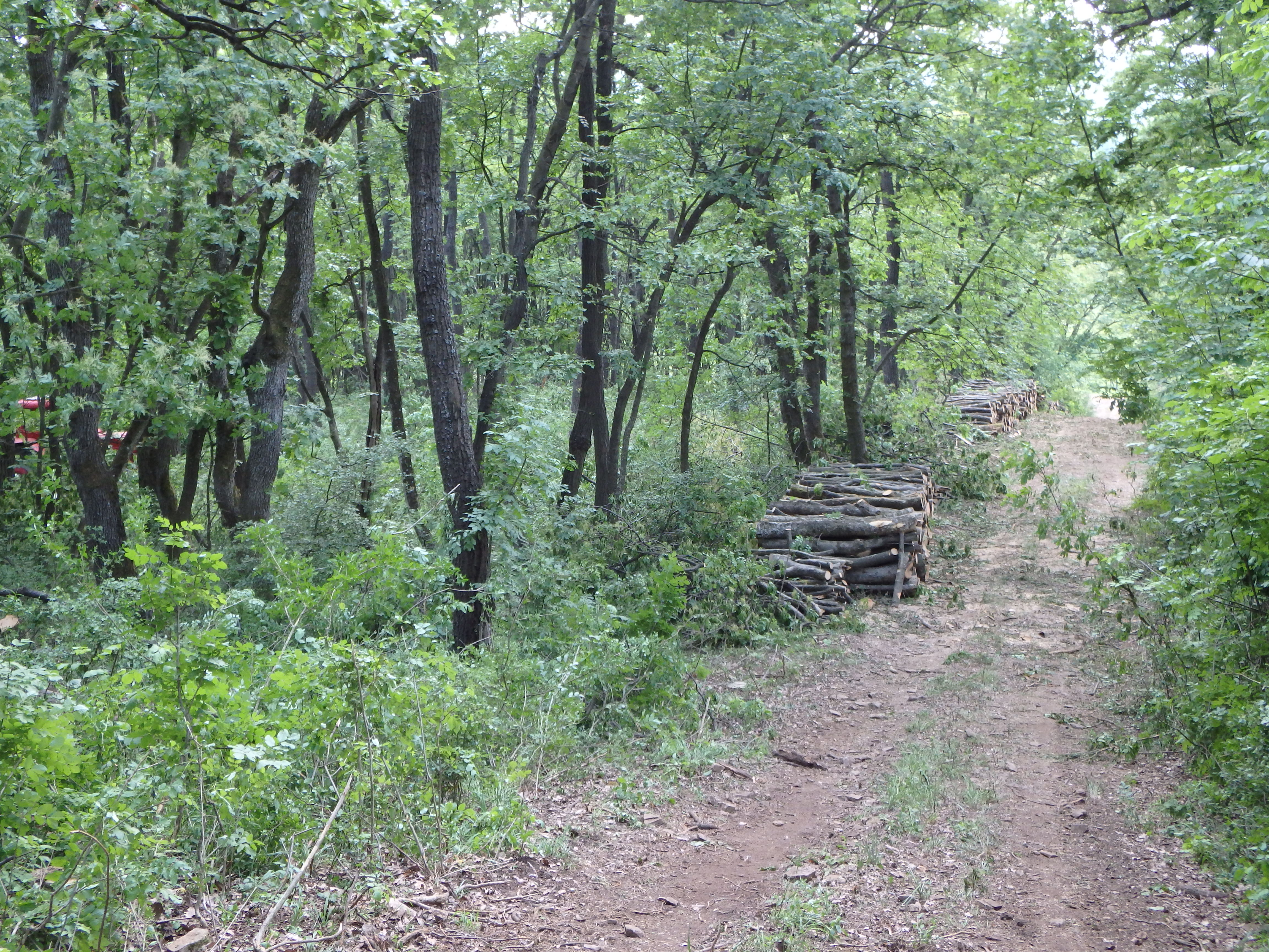 bevezeteshez-ritkitott_tolgyes_a_balaton-felvideken.JPG