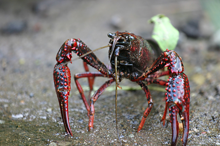 procambarus_clarkii.jpg