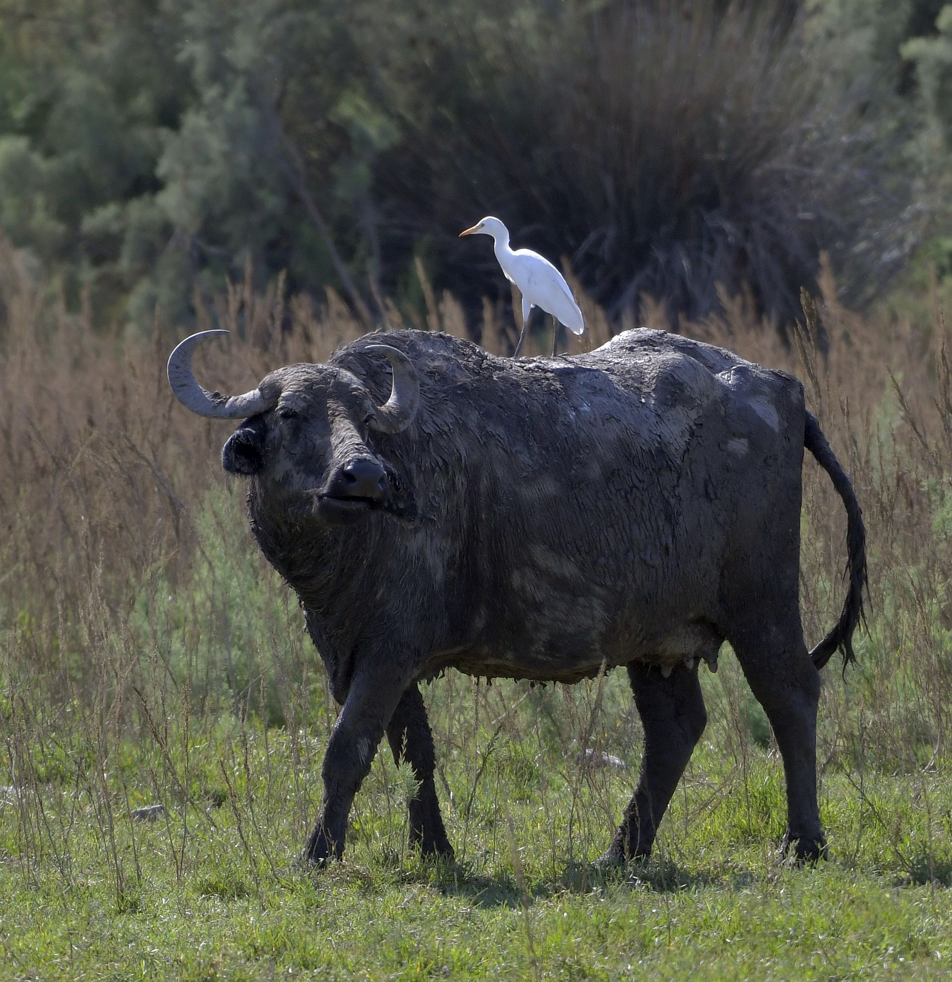 hula_valley_bubalus.jpg