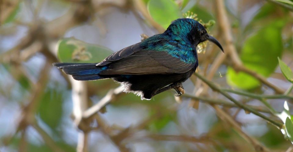 palestinian_sunbird_fti_atmeretezve_madarvonulas.jpg