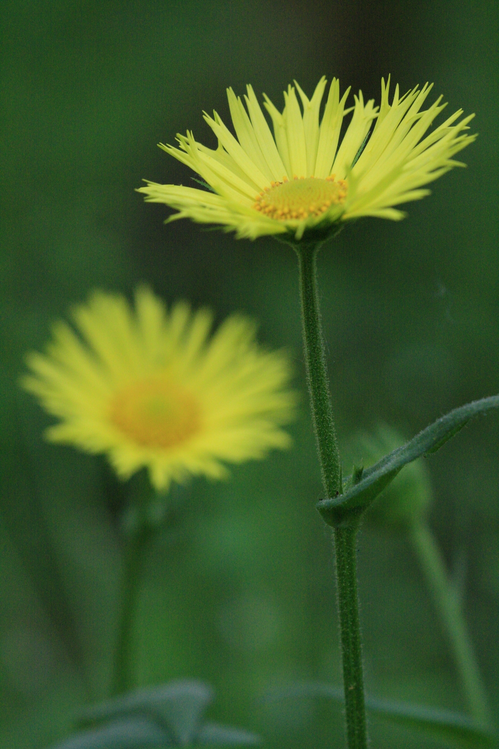 doronicum_hungaricum.jpg