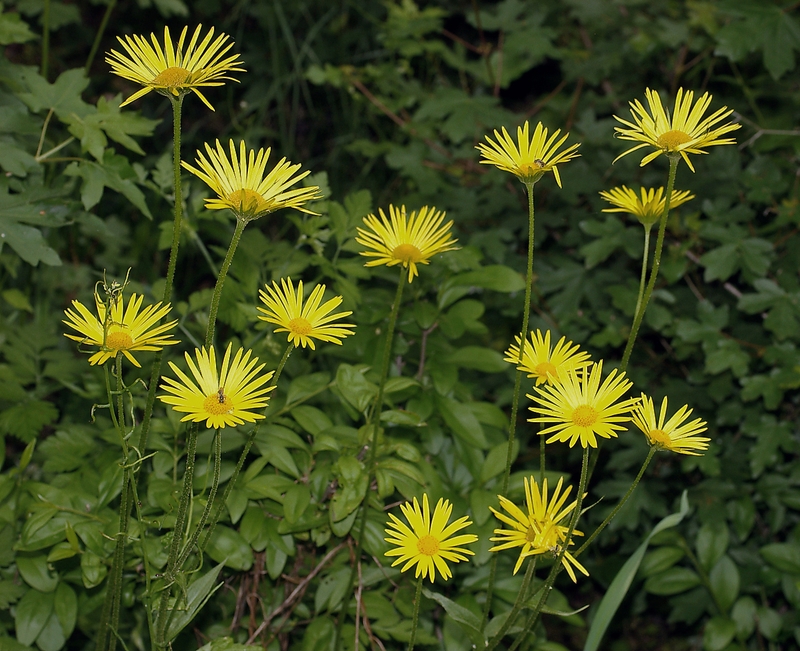 Az Év Vadvirága 2019-ben a magyar zergevirág (Doronicum hungaricum)