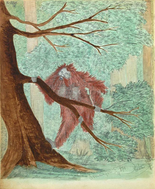 Xántus János és a borneói orangután