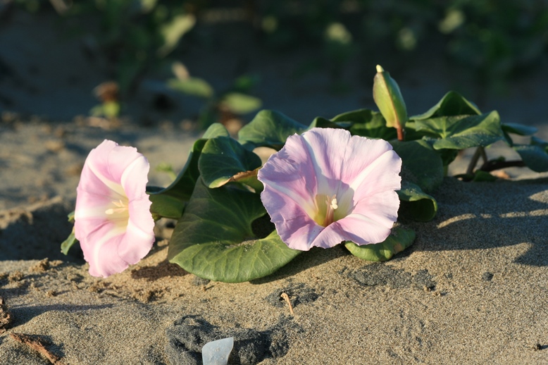 calystegia_soldanella_parti_sovenyszulak_kicsi.JPG