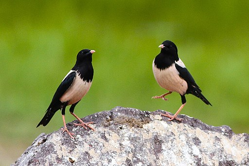 512px-rosy_starling_pastor_roseus_8079444740.jpg