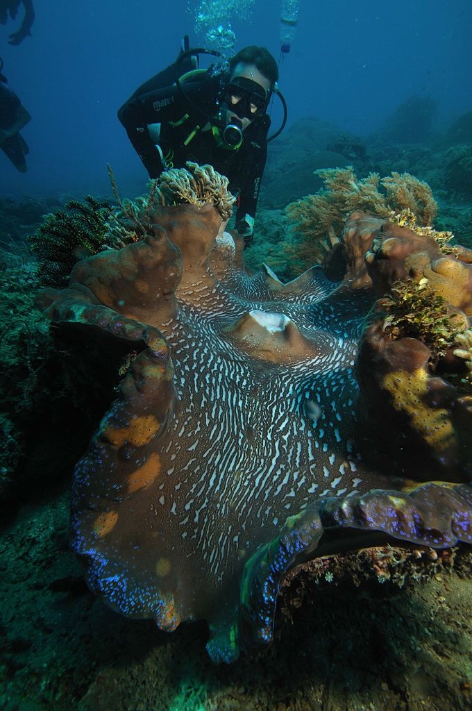 giant_clam_tridacna_gigas_1.jpg