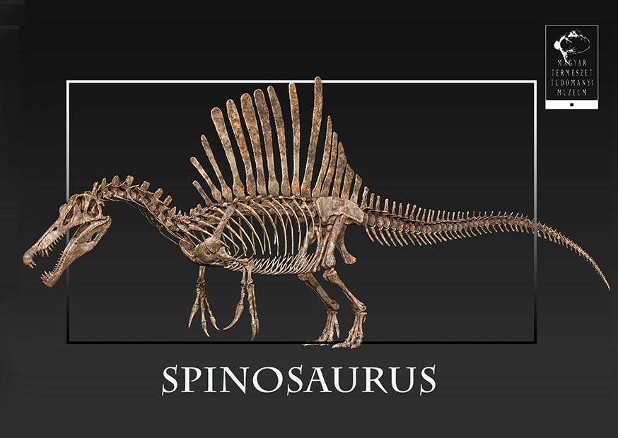 Tarajos híresség - A Spinosaurus kutatásának fordulatos története