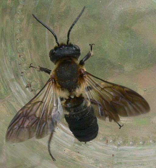 Új beporzó méhfaj a hazai rovarfaunában