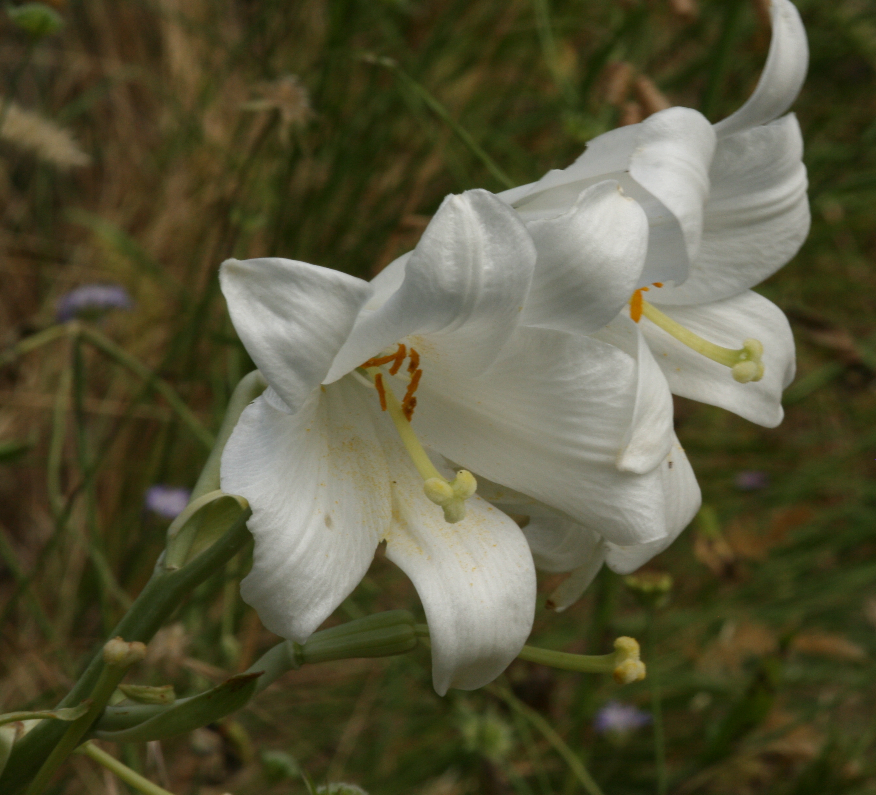 2. kép Fehérliliom (Lilium candidum) (fotó: Barina Zoltán)