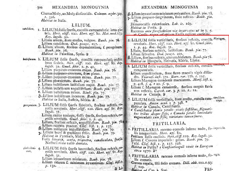 4. kép: A Lilium martagon leírása Linné Species Plantarum (1753) című művében