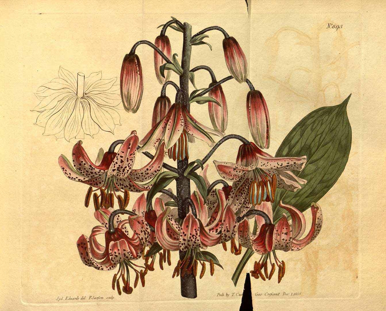 5. kép: A turbánliliom ábrája a Curtis’s Botanical Magazine-ból 1806-ból (a)