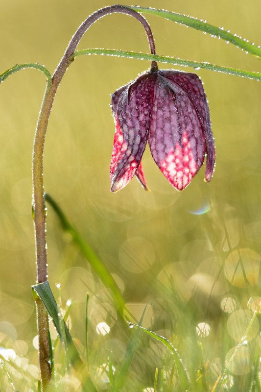 A legritkább jelölt: a kockásliliom (Fritillaria meleagris) (fotó: Toldi Miklós)