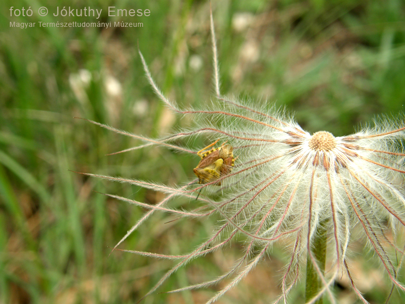 Carpocoris_sp_vmilyen_gyümölcspoloska_leánykök_milyenpoloska_milyenkokorcsinen_800_web_.jpg